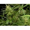 Auto Gorilla Glue, Фасовка: 5, изображение 3